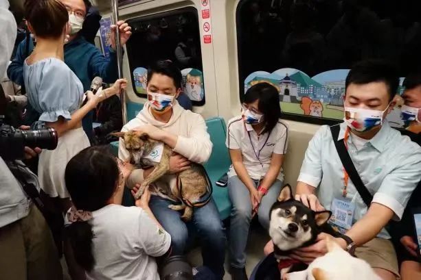 廣東開通寵物專線，你愿意和貓狗同坐一車嗎？