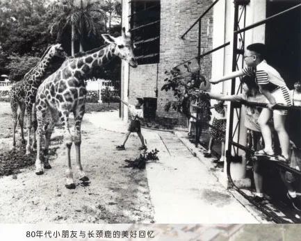 66歲的廣州動物園改造：該以人還是以動物為本？