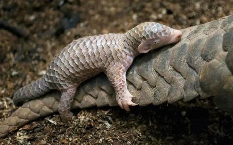 66歲的廣州動物園改造：該以人還是以動物為本？