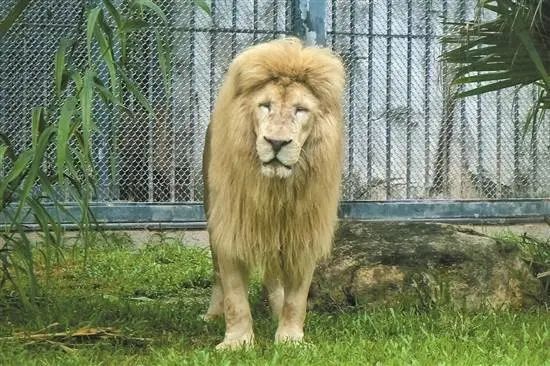 66歲的廣州動物園改造：該以人還是以動物為本？