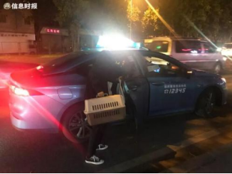廣東開通寵物專線，你愿意和貓狗同坐一車嗎？