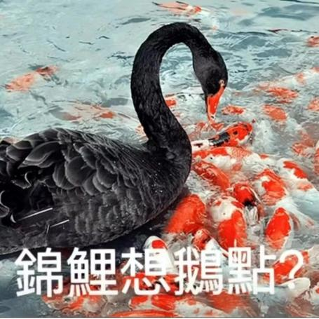“錦鯉”表情包流行，只是廣東人的自High嗎？