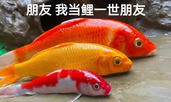 “錦鯉”表情包流行，只是廣東人的自High嗎？