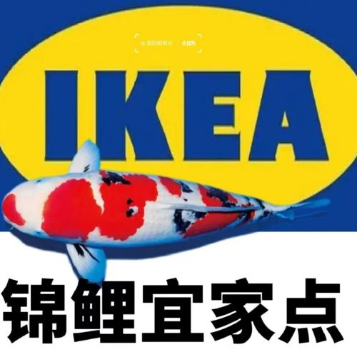 “錦鯉”表情包流行，只是廣東人的自High嗎？