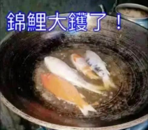 “錦鯉”表情包流行，只是廣東人的自High嗎？