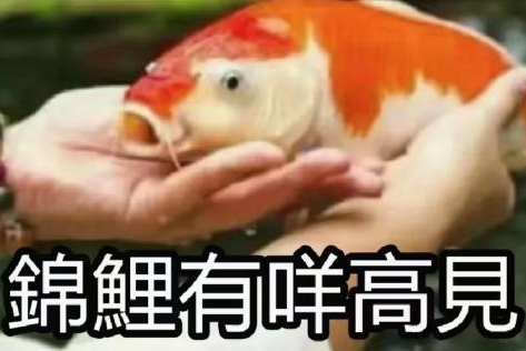 “錦鯉”表情包流行，只是廣東人的自High嗎？