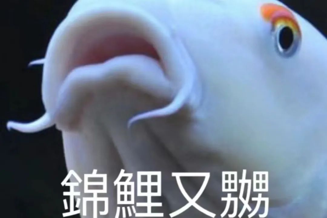 “錦鯉”表情包流行，只是廣東人的自High嗎？