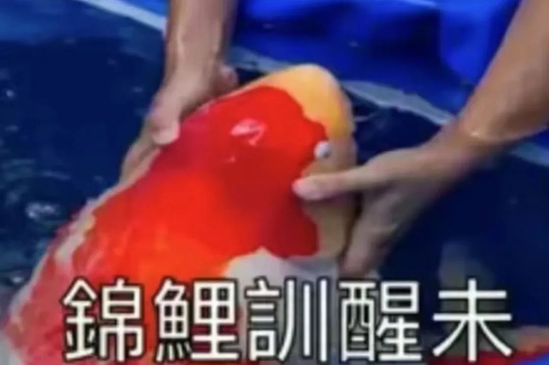 “錦鯉”表情包流行，只是廣東人的自High嗎？