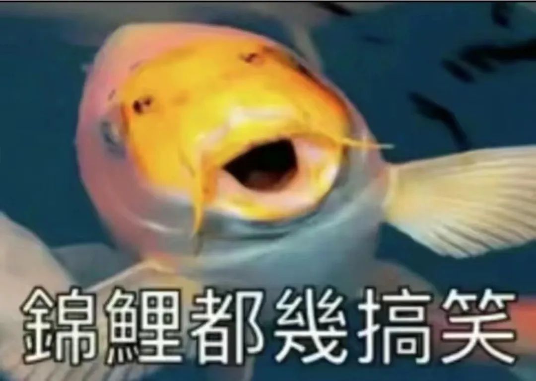 “錦鯉”表情包流行，只是廣東人的自High嗎？