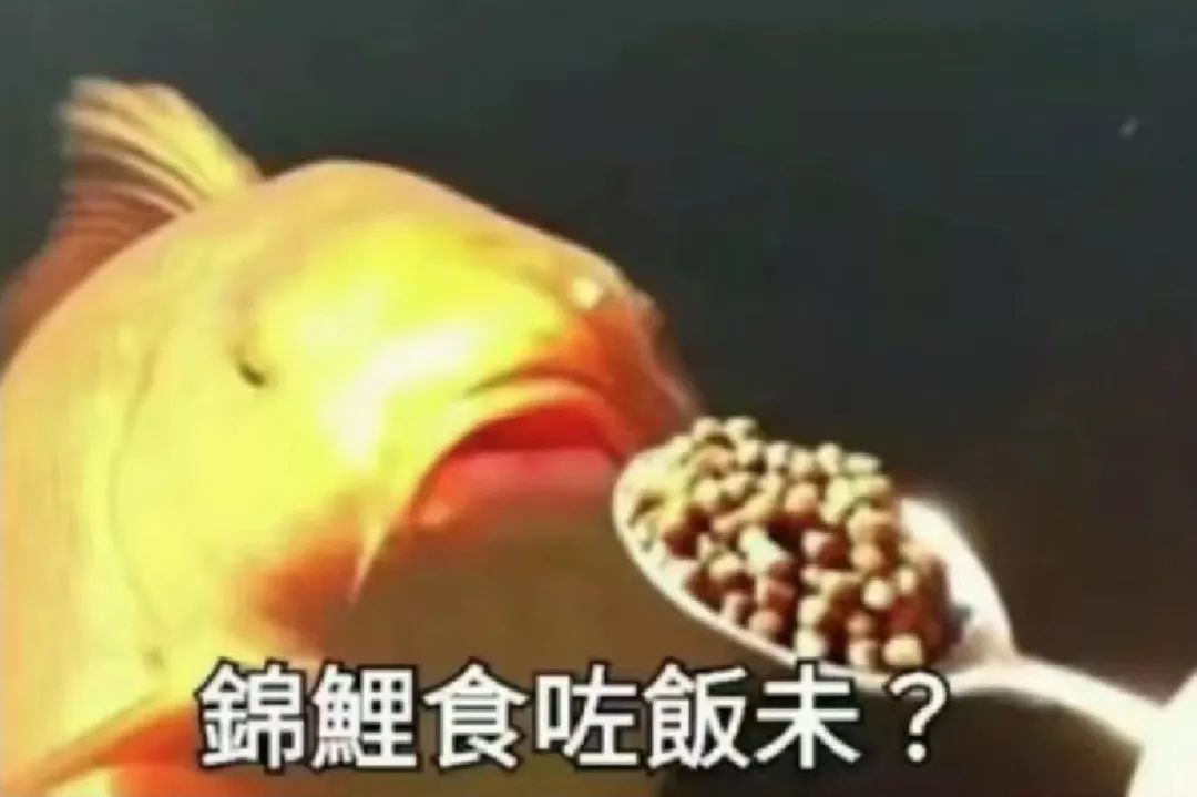 “錦鯉”表情包流行，只是廣東人的自High嗎？