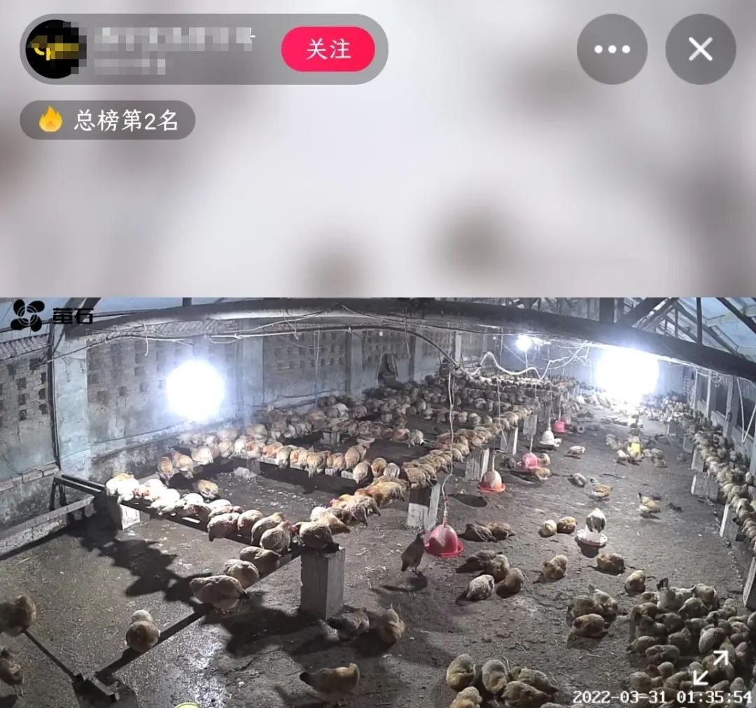 抖音騎呢直播，究竟玩到幾癲？