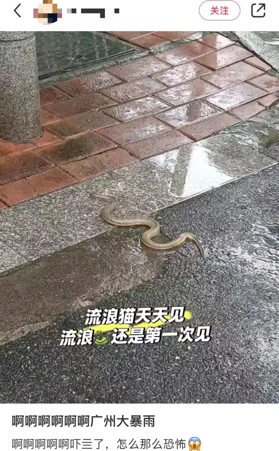 暴雨下的廣州：天河有河，番禺有魚