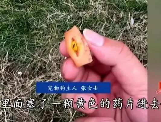 誰是兇手？廣州10日內(nèi)超40只狗被毒死！