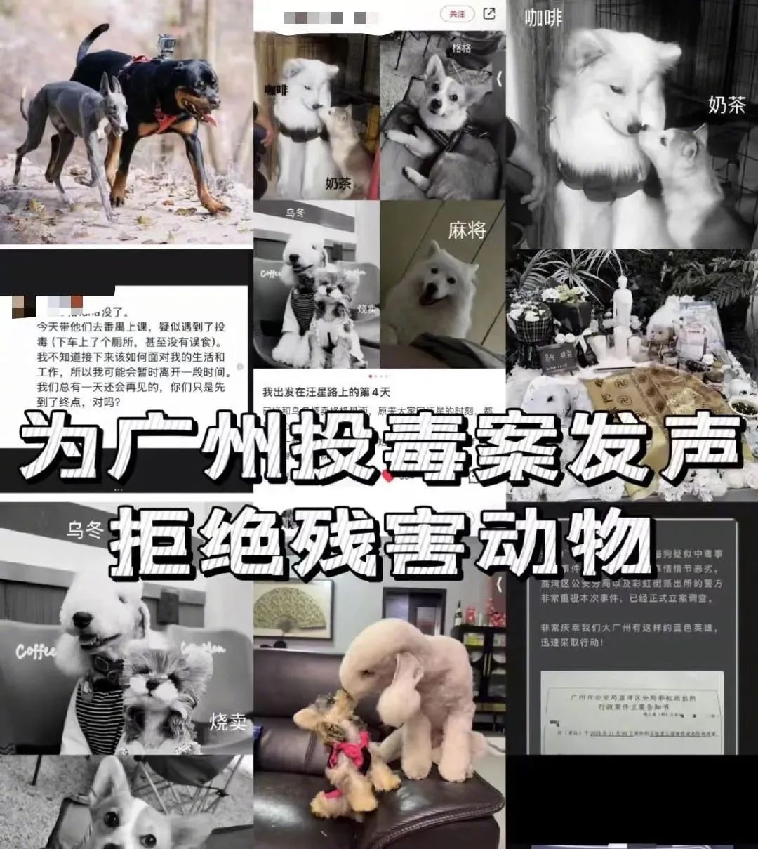誰是兇手？廣州10日內(nèi)超40只狗被毒死！