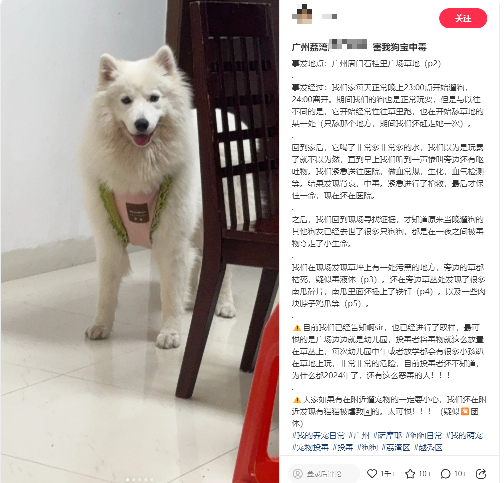 誰是兇手？廣州10日內(nèi)超40只狗被毒死！