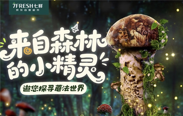 “蘑”法山珍平價嘗鮮! 京東七鮮香格里拉松茸99元開搶
